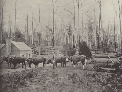 Sledding Timber at Lebrina, Tasmania by English Photographer