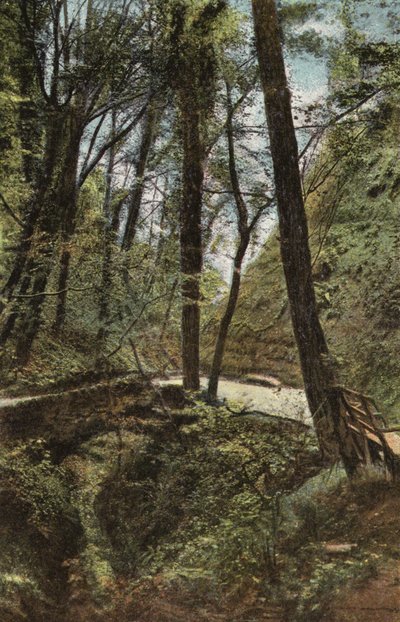 Stone Bridge in Shanklin Chine by English Photographer