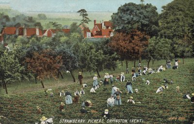 Strawberry pickers in the fields at Orpington, Kent by English Photographer