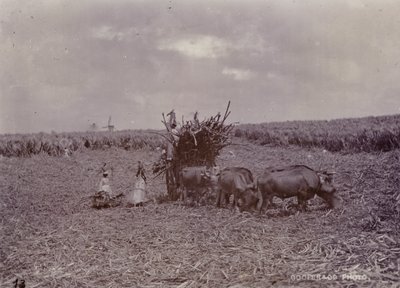 Sugar plantation, Barbados, 1880 by English Photographer