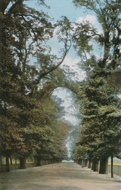 The Broad Walk by English Photographer