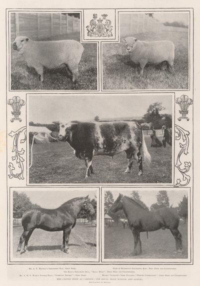 The Cattle Show at Cardiff, the Royal Prize Winner and Others by English Photographer