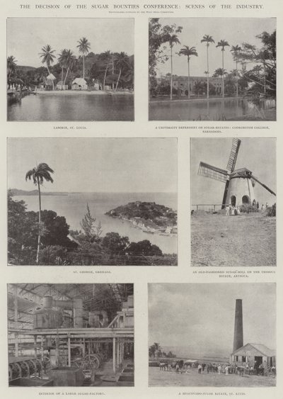 The Decision of the Sugar Bounties Conference, Scenes of the Industry by English Photographer