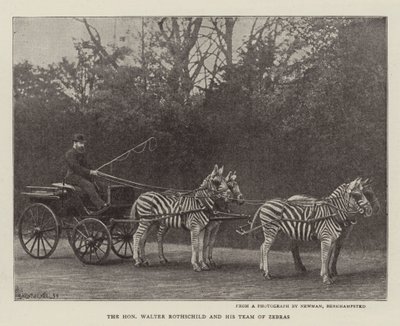 The Honourable Walter Rothschild and his Team of Zebras by English Photographer