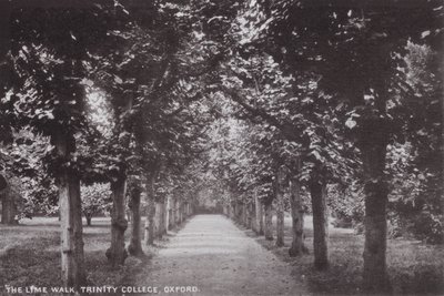 The Lime Walk, Trinity College, Oxford by English Photographer