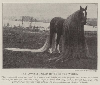 The Longest-Tailed Horse in the World by English Photographer