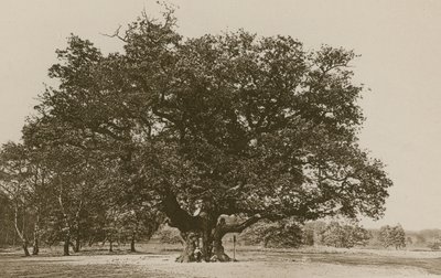 The Major Oak, Sherwood Forest by English Photographer