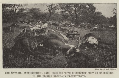 The Matabili Insurrection, Oxen diseased with Rinderpest shot at Gaberones, in the British Bechuana Protectorate by English Photographer