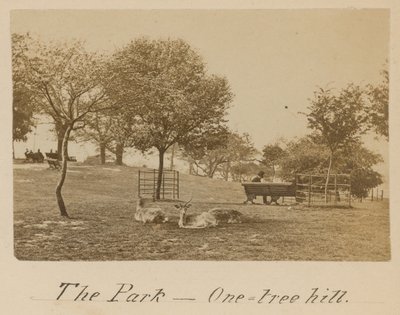 The Park - One Tree Hill, Greenwich by English Photographer
