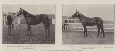 The Record Price Blood Stock Sale at Newmarket by English Photographer