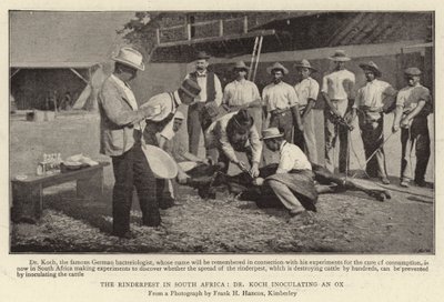 The Rinderpest in South Africa, Dr Koch Inoculating an Ox by English Photographer