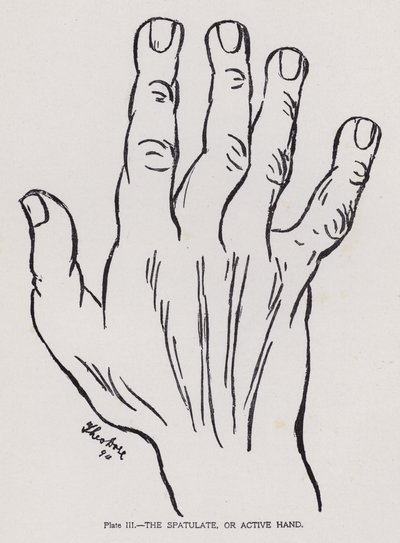 The Spatulate, or Active Hand by English Photographer