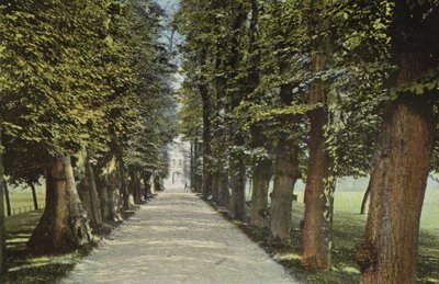 Trinity College, the Avenue by English Photographer