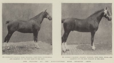 Two Winners at the Agricultural Hall Hackney Show by English Photographer