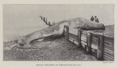 Whale stranded at Birchington-on-Sea by English Photographer