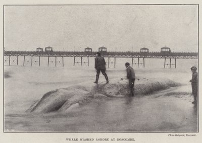 Whale Washed Ashore at Boscombe by English Photographer