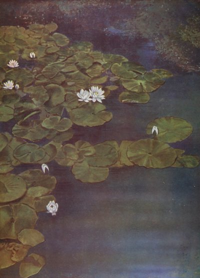 White Water-Lilies by English Photographer