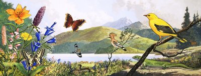 Wildlife of Central Europe, Illustration from Nature