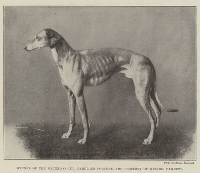 Winner of the Waterloo Cup, Fabulous Fortune, the Property of Messers Fawcett by English Photographer