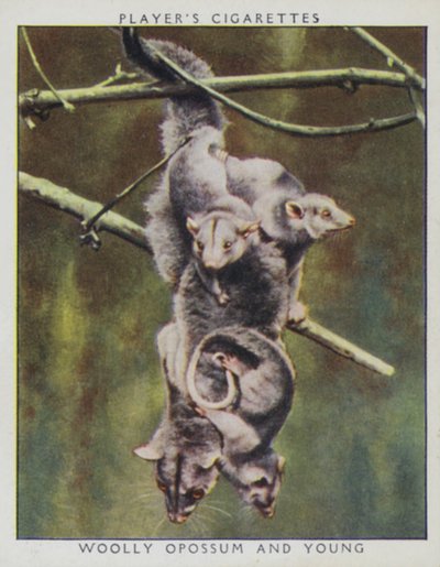 Zoo Babies: Woolly Opossum and Young by English Photographer