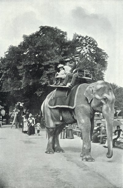 Zoological Gardens, Children Riding on the Elephants by English Photographer