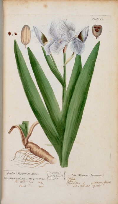 Flower-de-Luce. An iris, from 