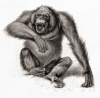A Bornean Orangutan, Pongo Pygmaeus, Also Spelled Orang-utan, Orangutang, or Orang-utang. From Meyers Lexicon, Published 1924 by English School