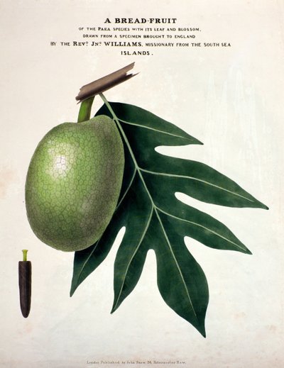 A Bread-Fruit by English School