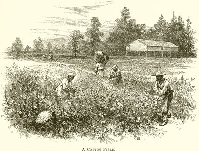 A Cotton Field by English School