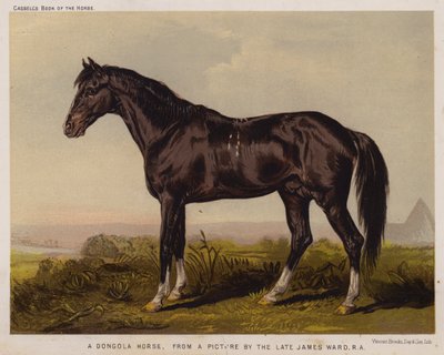A Dongola Horse by English School