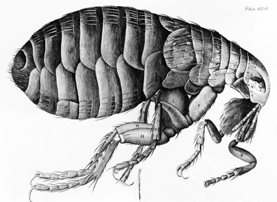 A Flea from Microscope Observation by Robert Hooke (1635-1703), 1665 by English School