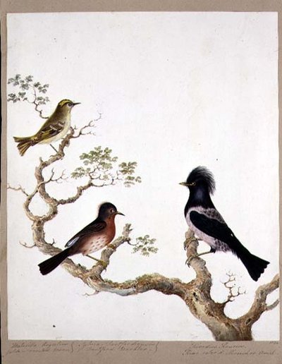 A Golden Crested Wren, a Dartford Warbler and a Rose Coloured Thrush or Ouzel by English School