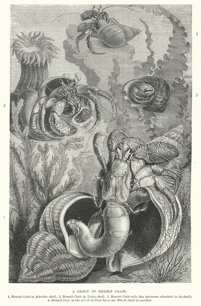A Group of Hermit Crabs by English School