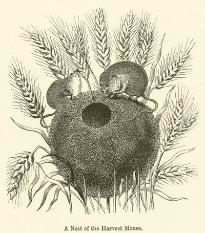 A Nest of the Harvest Mouse by English School