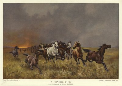 A Prairie Fire by English School