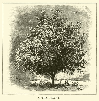 A Tea Plant by English School