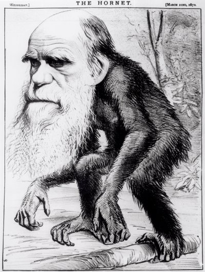 A Venerable Orang Outang, from 