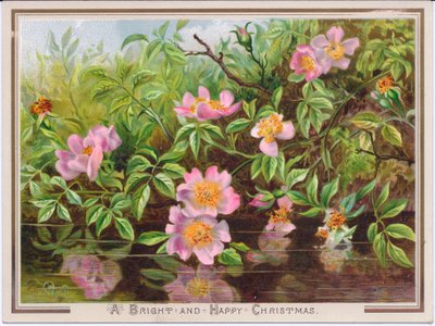 A Victorian Christmas card depicting a bush of dog roses by a stream by English School