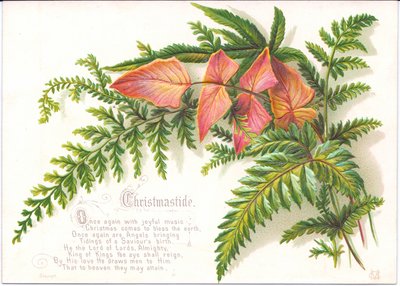 Victorian Christmas Card with Ferns by English School