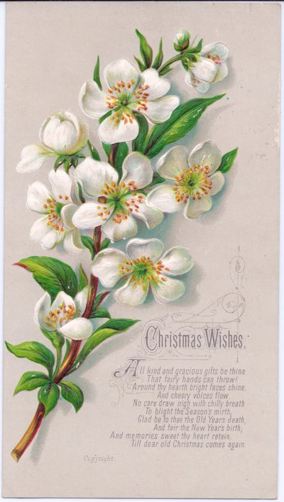 A Victorian Christmas Card with a Spray of Christmas Roses and a Verse, c.1880 by English School