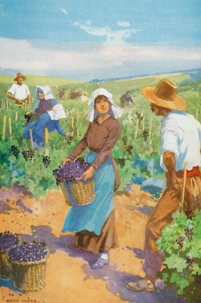 A Vineyard in France by English School