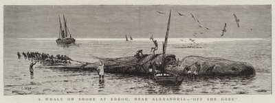 A Whale on Shore at Edkou, near Alexandria, "Off She goes" by English School