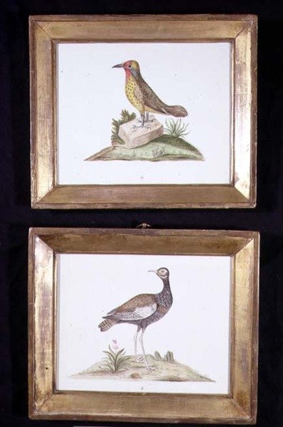 A Woodpecker and a Grouse, c.1800 by English School