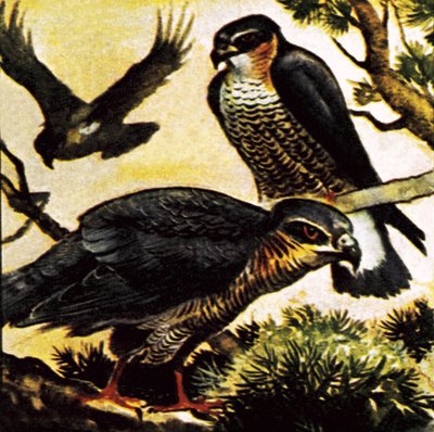 A Cast of Hawks by English School