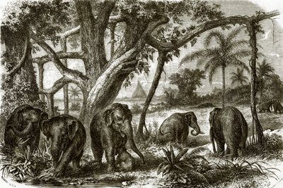 A Forest in Ceylon by English School