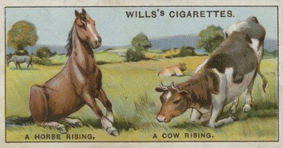 A horse rising and a cow rising by English School