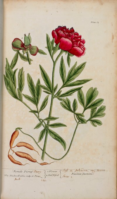 A peony, from 