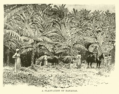 A Plantation of Bananas by English School