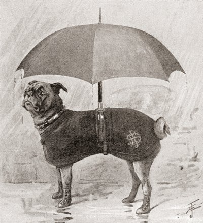 A pug wearing boots, coat and umbrella to protect it from the rain by English School