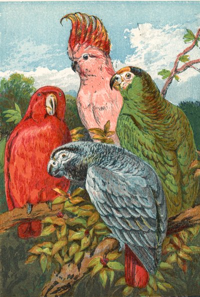 A red, grey, and green parrot, and a cockatoo by English School